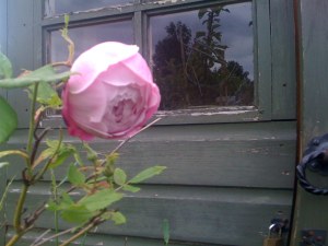 Eden's rose
