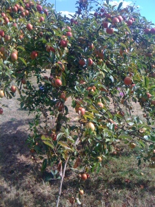 One of the apple trees in the orchard
